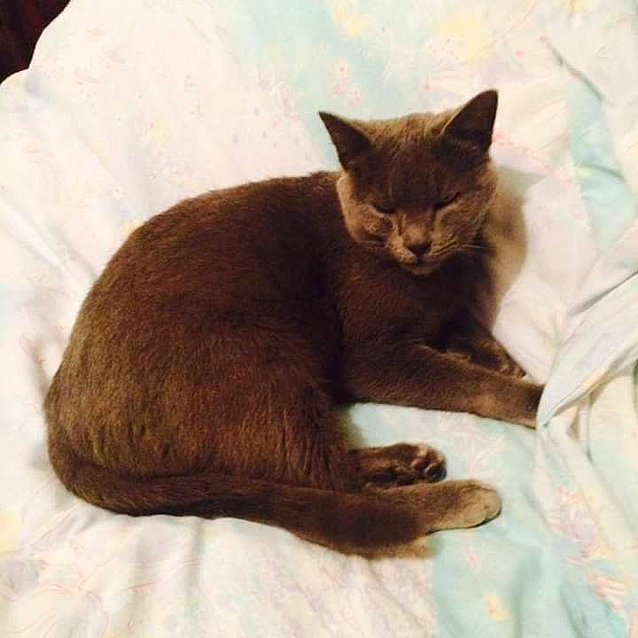 Grisette a rejoint le concours — aidez-le/la à gagner de superbes lots ! black_cat, carnivore, cat, cat_bed, cat_supply, claw, comfort, domestic_short_haired_cat, fawn, felidae, fur, havana_brown, linens, nap, sleep, small_to_medium_sized_cats, snout, tail, whiskers