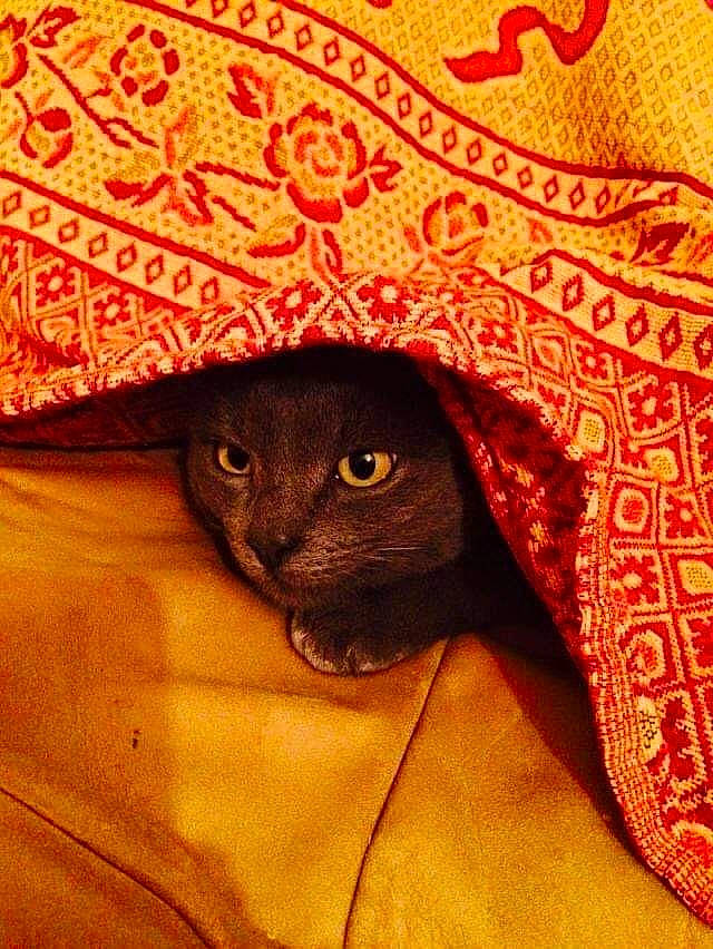 Grisette participe au concours pour gagner de l'argent avec cette photo : black_cat, carnivore, cat, circle, comfort, domestic_short_haired_cat, fashion_accessory, felidae, fur, hat, linens, pattern, room, sleeve, small_to_medium_sized_cats, snout, tail, umbrella, whiskers, wood