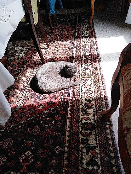 Grisette participe au concours pour gagner de l'argent avec cette photo : brown, carpet, cat, felidae, floor, flooring, fur, hardwood, line, linens, pattern, prayer_rug, rectangle, room, rug, small_to_medium_sized_cats, textile, tints_and_shades, wood, wood_stain