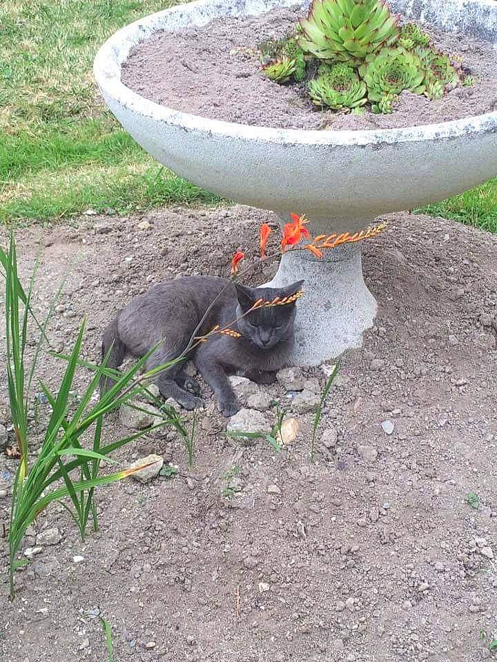 Grisette participe au concours pour gagner de l'argent avec cette photo : asphalt, automotive_tire, botany, carnivore, cat, felidae, flowerpot, grass, groundcover, houseplant, landscape, plant, road_surface, shrub, small_to_medium_sized_cats, soil, tail, terrestrial_animal, terrestrial_plant, tire