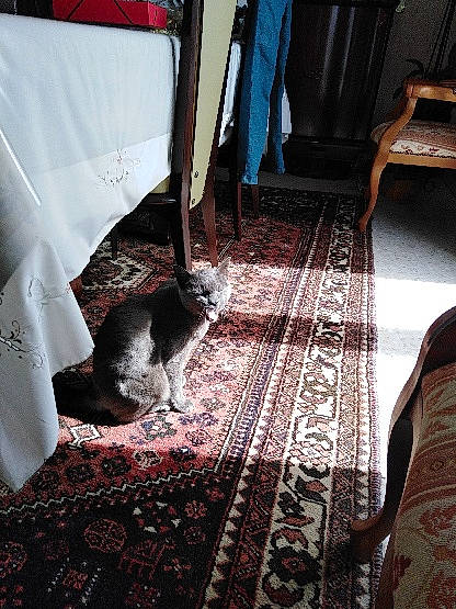 Grisette a rejoint le concours — aidez-le/la à gagner de superbes lots ! carnivore, carpet, cat, comfort, domestic_short_haired_cat, felidae, floor, flooring, foot, fur, grey, hardwood, human_leg, pattern, room, small_to_medium_sized_cats, tail, textile, whiskers, wood