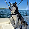 dog, husky, siberian_husky, canine, boat, boating, water, lake, outdoors, mountains, sky, harness, leash, sitting, black_and_white, fluffy, tongue, pet, animal, sunlight