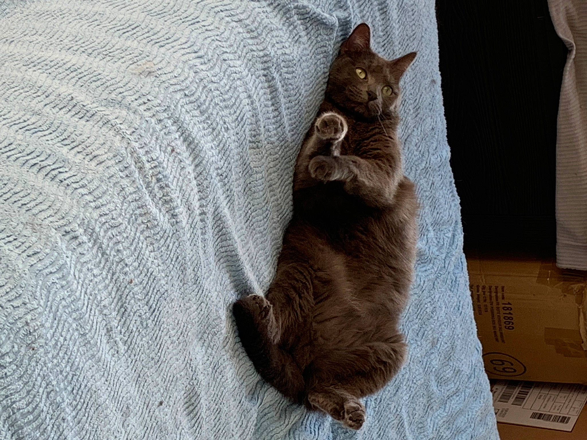 Moly a rejoint le concours — aidez-le/la à gagner de superbes lots ! black_cat, blanket, carnivore, cat, claw, comfort, domestic_short_haired_cat, fawn, felidae, fur, grey, linens, pattern, paw, sitting, small_to_medium_sized_cats, tail, whiskers, wood, woven_fabric