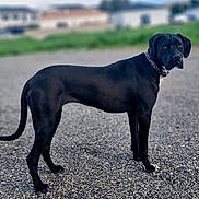 Lily a rejoint le concours — aidez-le/la à gagner de superbes lots ! alert, animal, background_blur, black_dog, canine, collar, daylight, dog, domestic_animal, focus, fur, gravel, ground, looking_back, mammal, nature, outdoor, pet, side_view, standing