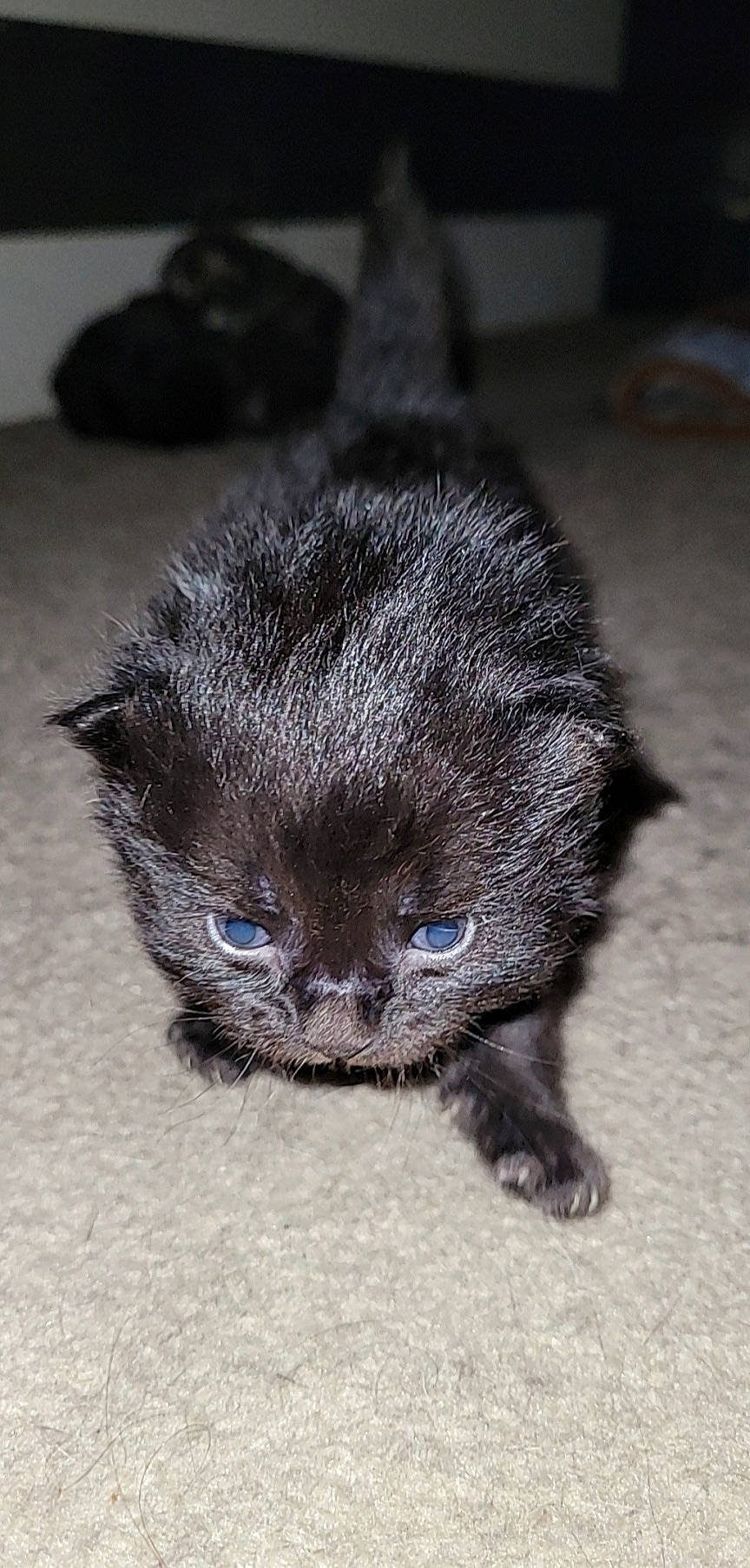 Stubs is registered to the contest to win money with this photo: carnivore, cat, claw, comfort, domestic_short_haired_cat, event, eye, felidae, fur, grey, paw, scottish_fold, small_to_medium_sized_cats, snout, terrestrial_animal, whiskers