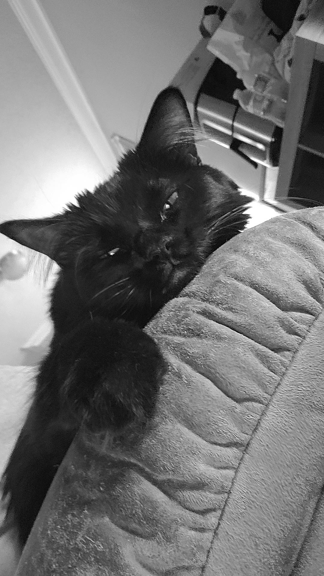 Stubs is registered to the contest to win money with this photo: bed, black, black_and_white, black_cat, bombay, carnivore, cat, comfort, domestic_short_haired_cat, felidae, fur, grey, monochrome, monochrome_photography, small_to_medium_sized_cats, snout, style, tail, tints_and_shades, whiskers