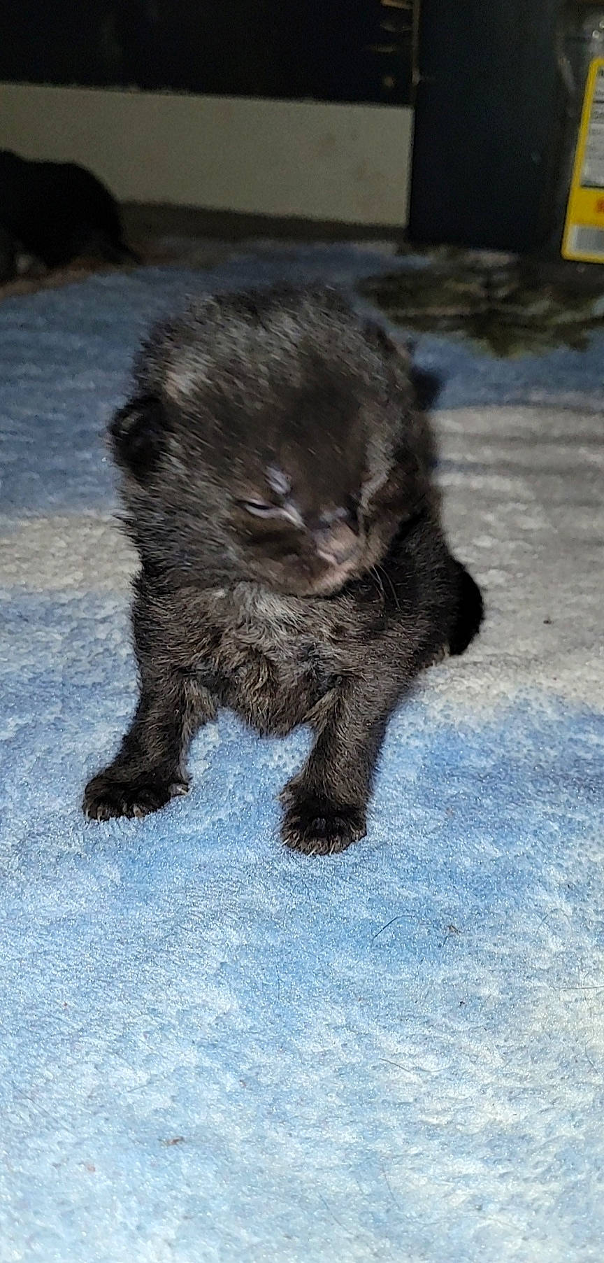 Stubs joined the competition — help win amazing prizes! carnivore, cat, claw, comfort, domestic_short_haired_cat, eye, felidae, foot, fur, human_body, human_leg, paw, road_surface, sitting, small_to_medium_sized_cats, snout, tail, terrestrial_animal, whiskers, wildlife