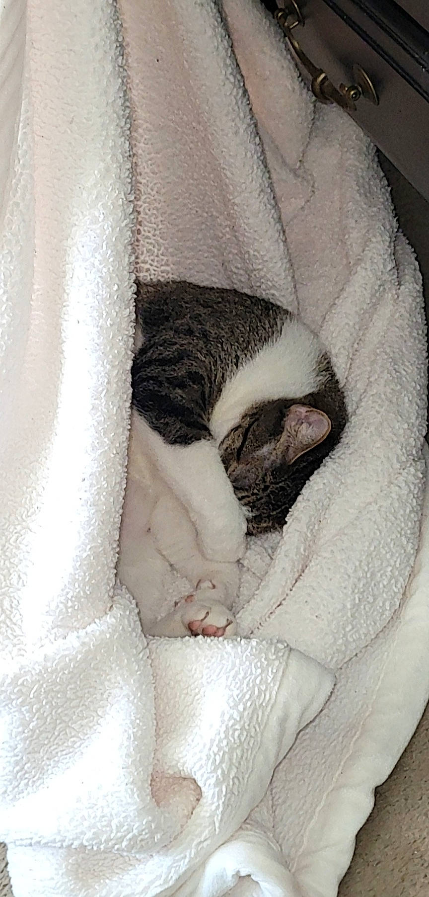 Jasper is registered to the contest to win money with this photo: canidae, carnivore, cat, cat_bed, cat_supply, comfort, companion_dog, dog_breed, domestic_short_haired_cat, fawn, felidae, fur, grey, linens, paw, small_to_medium_sized_cats, snout, sporting_group, tail, whiskers