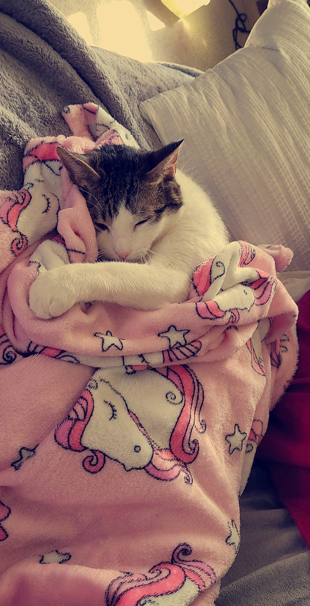 Jasper is registered to the contest to win money with this photo: art, carnivore, cat, chest, cloud, comfort, domestic_short_haired_cat, felidae, fur, grey, human_leg, pattern, pink, sleeve, small_to_medium_sized_cats, tail, tattoo, temporary_tattoo, thigh, whiskers