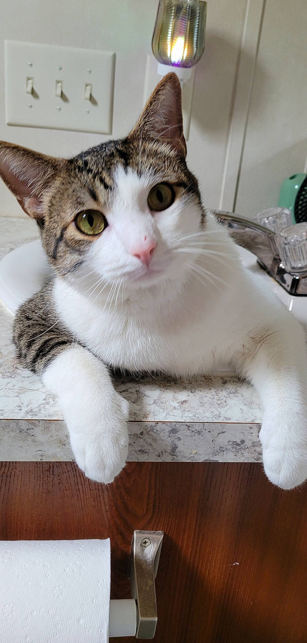 Jasper is registered to the contest to win money with this photo: box, carnivore, cat, cat_supply, claw, domestic_short_haired_cat, eye, fawn, felidae, fur, head, paw, sitting, small_to_medium_sized_cats, snout, tail, whiskers, window