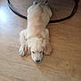 puppy, dog, golden_retriever, sleeping, floor, wooden_floor, indoor, pet, animal, cute, fur, laying_down, resting, canine, young, adorable, household, curled_paws, relaxed, napping