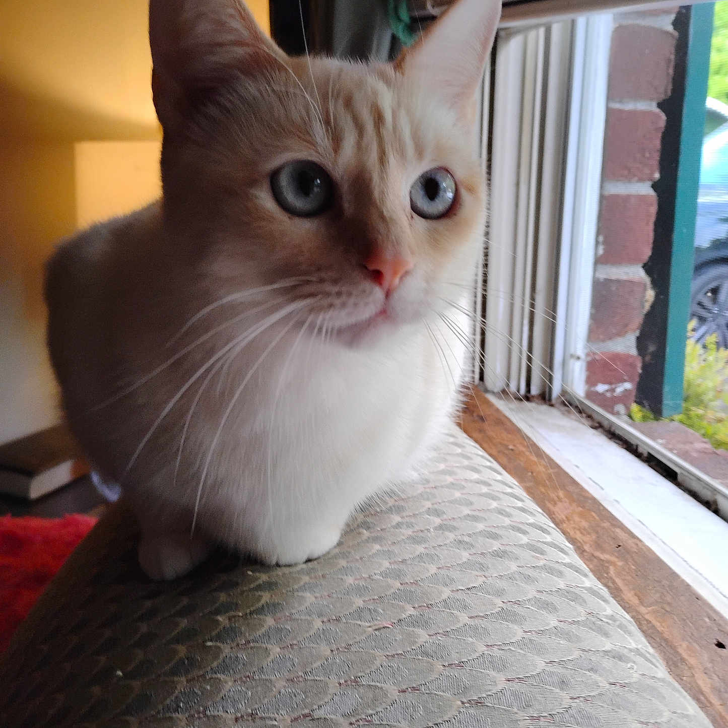 Coraline Beatrice joined the competition — help win amazing prizes! animal, blue_eyes, cat, close_up, cozy, cream_colored, curious, ears, feline, fur, house, indoor, looking_outside, natural_light, nose, pet, sitting, texture, whiskers, window