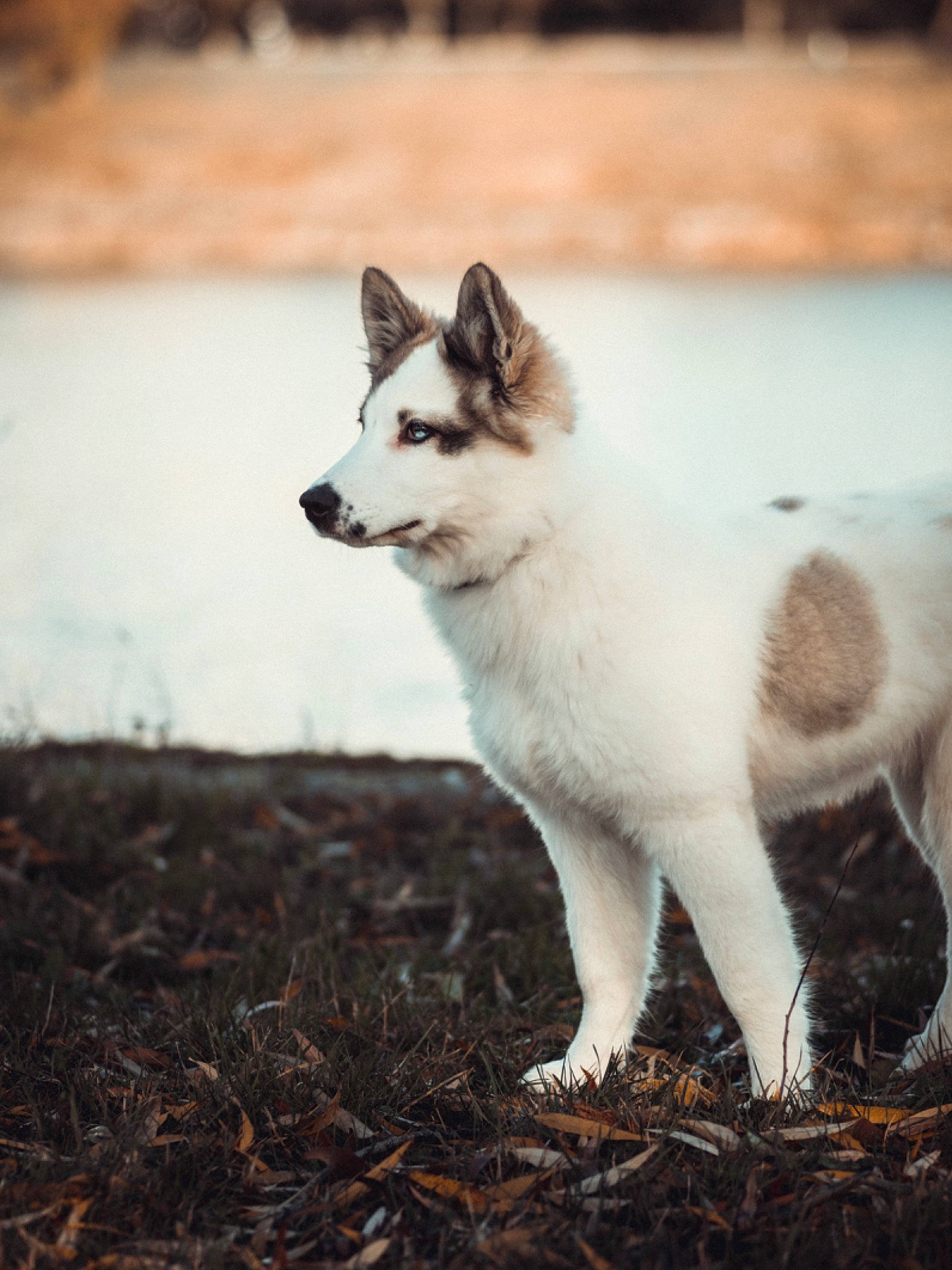 Scirka a rejoint le concours — aidez-le/la à gagner de superbes lots ! ancient_dog_breeds, canidae, carnivore, companion_dog, dog, dog_breed, fur, grass, non_sporting_group, plant, snout, soil, sporting_group, tail, terrestrial_animal, tree, winter, wood, working_animal, working_dog