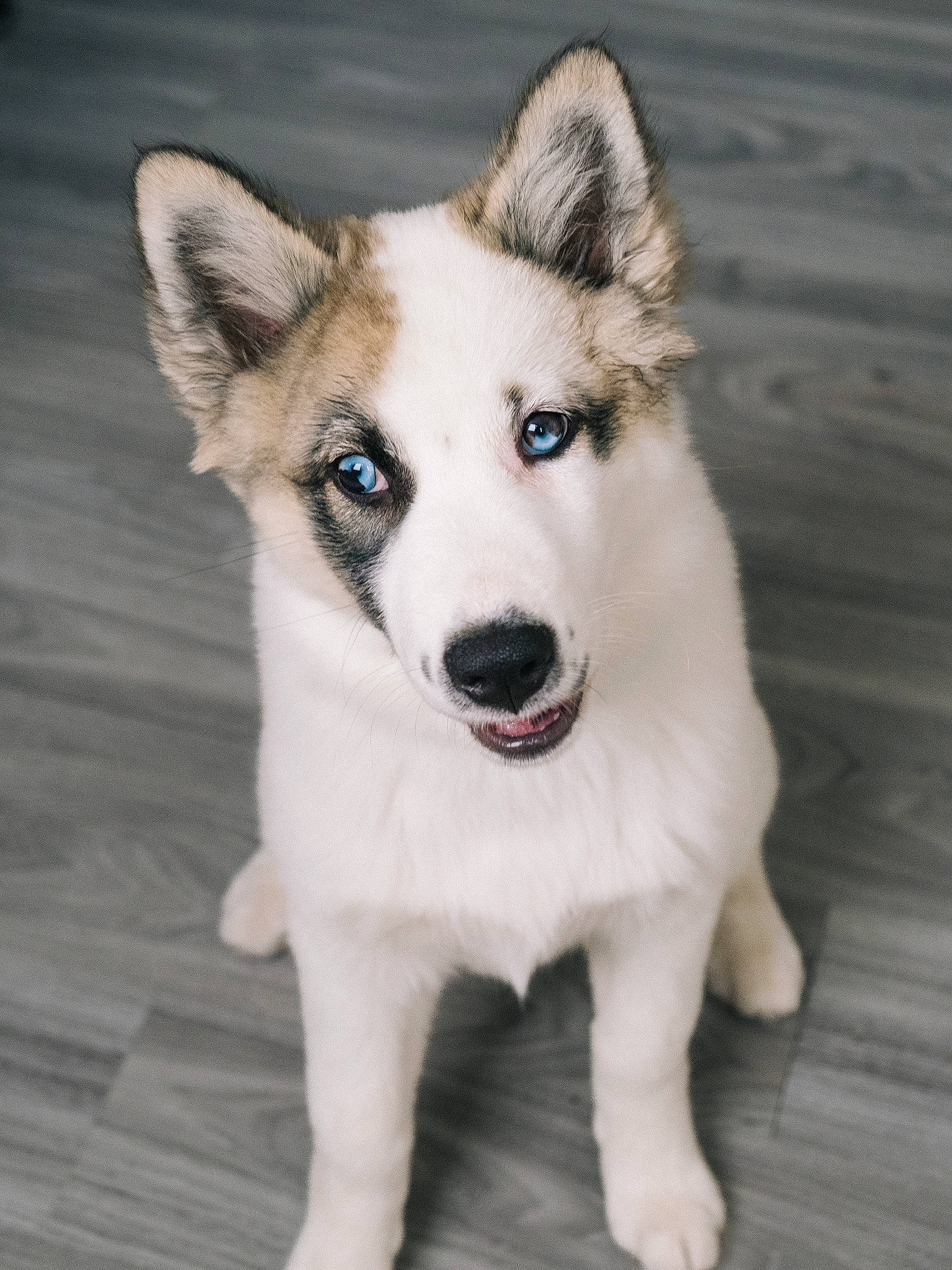 Scirka a rejoint le concours — aidez-le/la à gagner de superbes lots ! canidae, carnivore, companion_dog, dog, dog_breed, eye, fawn, flooring, fur, hardwood, jaw, siberian_husky, sled_dog, snout, sporting_group, tail, whiskers, wood, working_animal, working_dog