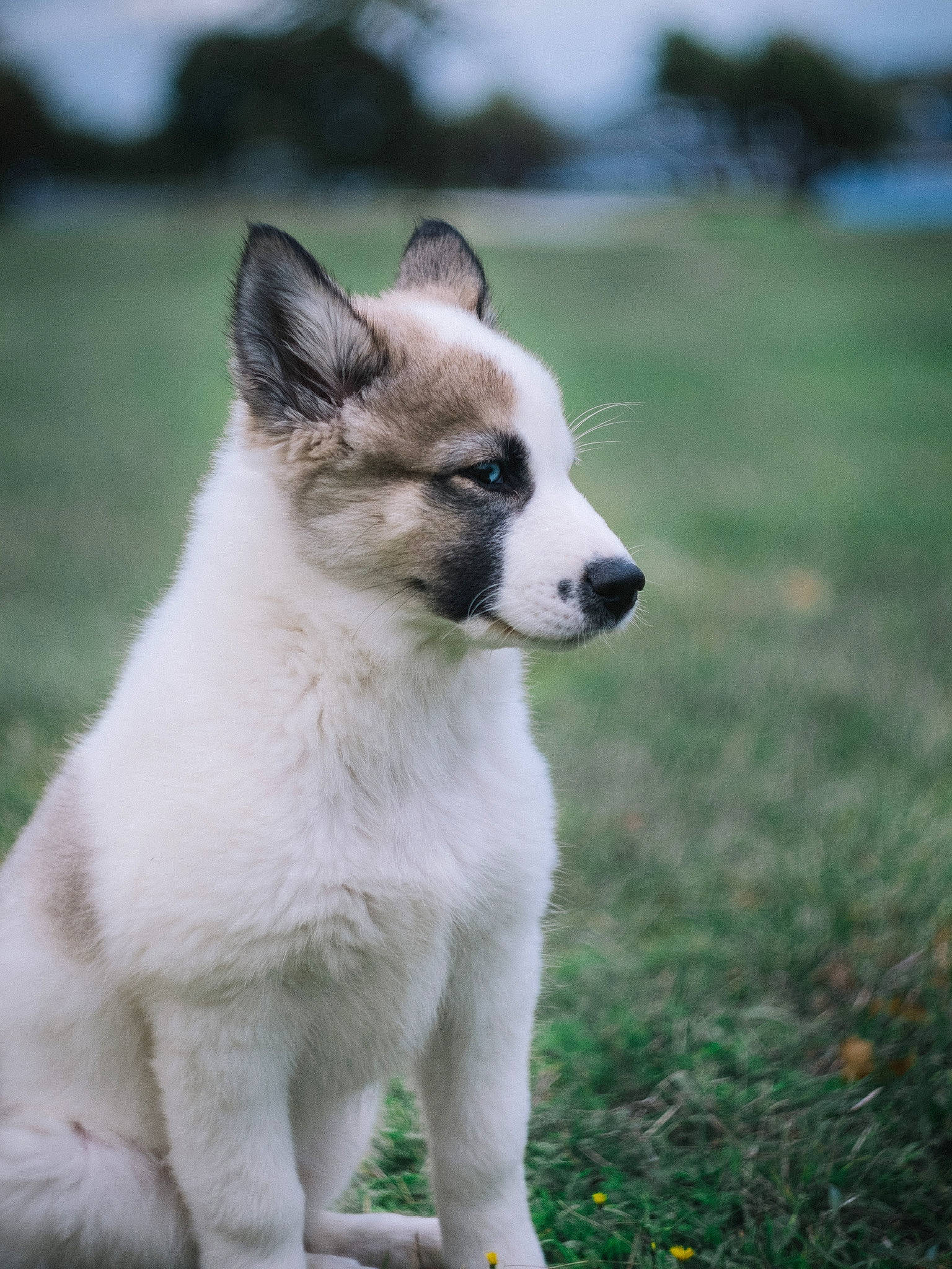 Scirka a rejoint le concours — aidez-le/la à gagner de superbes lots ! canidae, carnivore, collar, companion_dog, dog, dog_breed, fur, grass, non_sporting_group, plant, sky, snout, sporting_group, tail, terrestrial_animal, whiskers, wildlife, working_animal