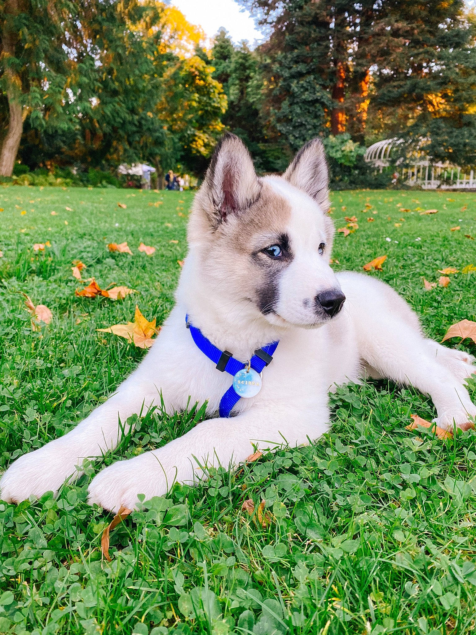 Scirka a rejoint le concours — aidez-le/la à gagner de superbes lots ! ancient_dog_breeds, canidae, carnivore, collar, companion_dog, dog, dog_breed, dog_collar, dog_supply, electric_blue, fawn, fur, grass, people_in_nature, plant, snout, sporting_group, tail, tree, working_animal