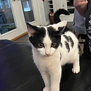 Polkadot joined the competition — help win amazing prizes! kitten, cat, black_and_white, indoor, furniture, person, thumbs_up, decorations, curious, young, pet, animal, tail, ears, eyes, table, living_room, door, window, home