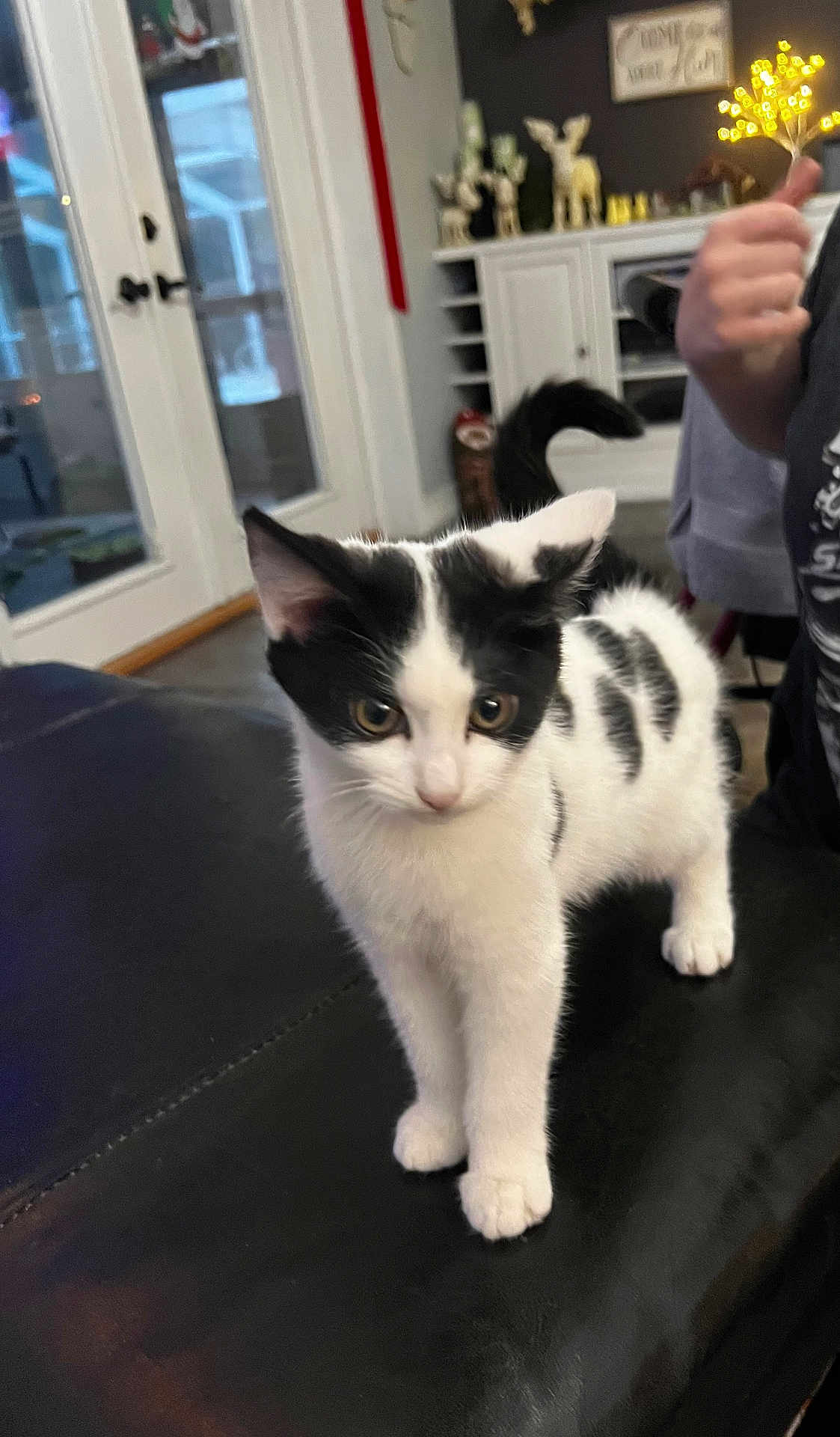 Polkadot joined the competition — help win amazing prizes! kitten, cat, black_and_white, indoor, furniture, person, thumbs_up, decorations, curious, young, pet, animal, tail, ears, eyes, table, living_room, door, window, home