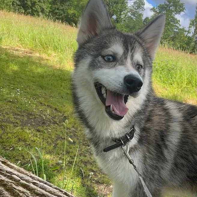 Vicky participe au concours pour gagner de l'argent avec cette photo : animal, blue_eyes, canine, clouds, collar, dog, field, fur, grass, happy, husky, leash, nature, outdoor, pet, playful, puppy, sky, smiling, tree_trunk