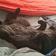 Aston a rejoint le concours — aidez-le/la à gagner de superbes lots ! dog, black_dog, lying_down, bed, blanket, collar, indoor, pet, relaxed, fur, sleeping, cozy, resting, paw, mammal, domestic_animal, canine, animal, home, comfort