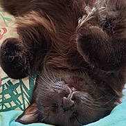 Aston a rejoint le concours — aidez-le/la à gagner de superbes lots ! adorable, animal, bed, black_cat, blanket, cat, closeup, cozy, cute, face, fluffy, fur, indoors, paws, peaceful, pet, relaxed, resting, sleeping, whiskers