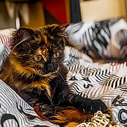 Alaya participe au concours pour gagner de l'argent avec cette photo : animal, bed, blurred_background, cat, cozy, cute, feather, feline, focus, fur, indoor, kitten, pattern, pet, playful, quilt, rest, soft, tortoiseshell, toy