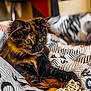 animal, bed, blurred_background, cat, cozy, cute, feather, feline, focus, fur, indoor, kitten, pattern, pet, playful, quilt, rest, soft, tortoiseshell, toy