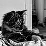 Alaya participe au concours pour gagner de l'argent avec cette photo : animal, black_and_white, blanket, cat, closeup, cozy, curious, feline, fur, indoor, kitten, pet, portrait, relaxed, resting, soft_texture, striped, tortoiseshell, whiskers, young_cat