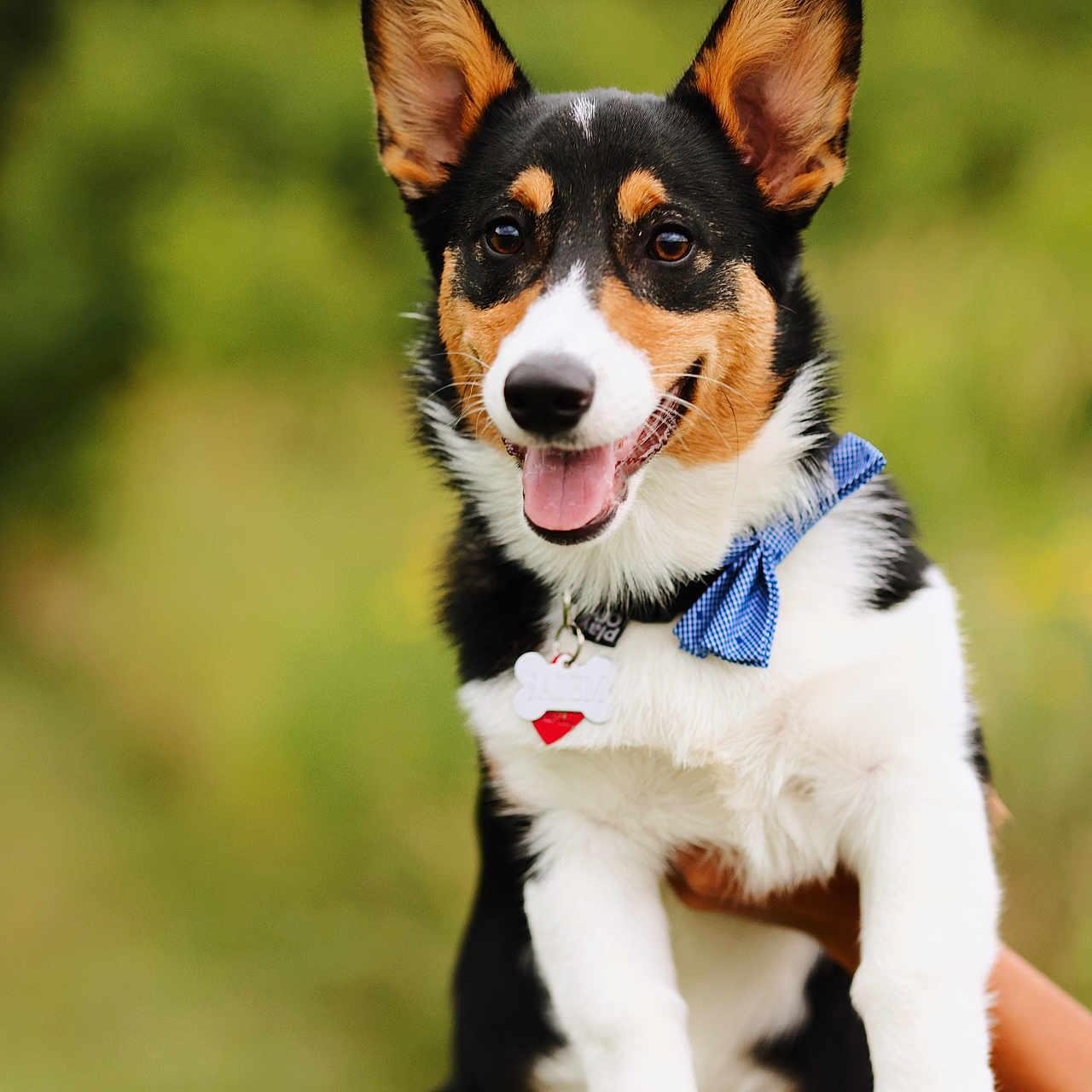 Salem joined the competition — help win amazing prizes! accessories, animal, appenzeller, beagle, bodypart, canine, chihuahua, cockerspaniel, collie, dog, hound, husky, leash, mouth, papillon, person, pet, puppy, strap, terrier