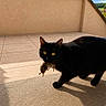 black_cat, cat, bird, prey, animal, outdoor, terrace, sunlight, shadow, pet, fur, yellow_eyes, tile_floor, wall, nature, daytime, hunter, domestic_cat, wildlife, catch