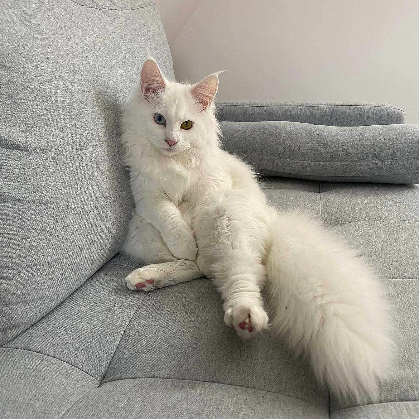 Oliya a rejoint le concours — aidez-le/la à gagner de superbes lots ! angora, animal, cat, chaise, couch, cushion, furniture, homedecor, kitten, pet, pillow