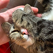 Luna joined the competition — help win amazing prizes! cat, tabby, close_up, pink_nose, whiskers, hand, pet, sleeping, cozy, fur, domestic_animal, relaxing, cute, indoor, couch, human_hand, animal_face, nap, feline, comfort