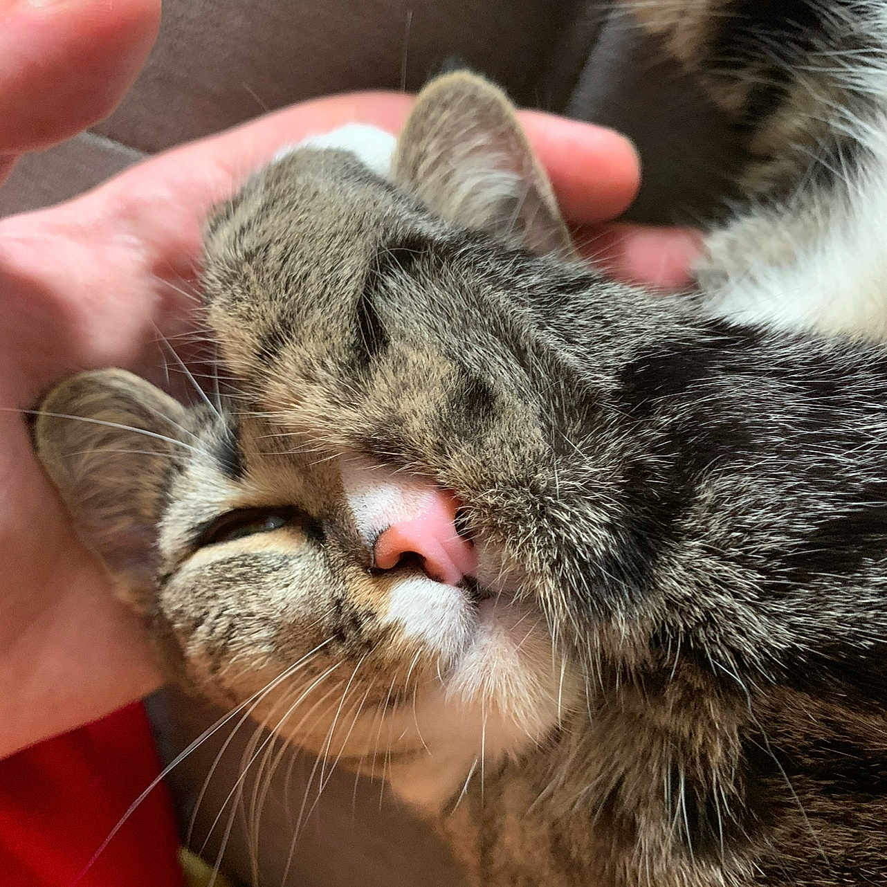 Luna joined the competition — help win amazing prizes! animal_face, cat, close_up, comfort, couch, cozy, cute, domestic_animal, feline, fur, hand, human_hand, indoor, nap, pet, pink_nose, relaxing, sleeping, tabby, whiskers