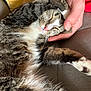 Luna joined the competition — help win amazing prizes! cat, tabby, sleeping, couch, hand, pet, fur, paw, cozy, relaxed, indoor, whiskers, pink_nose, claw, domestic_animal, companion, resting, animal, cute, feline
