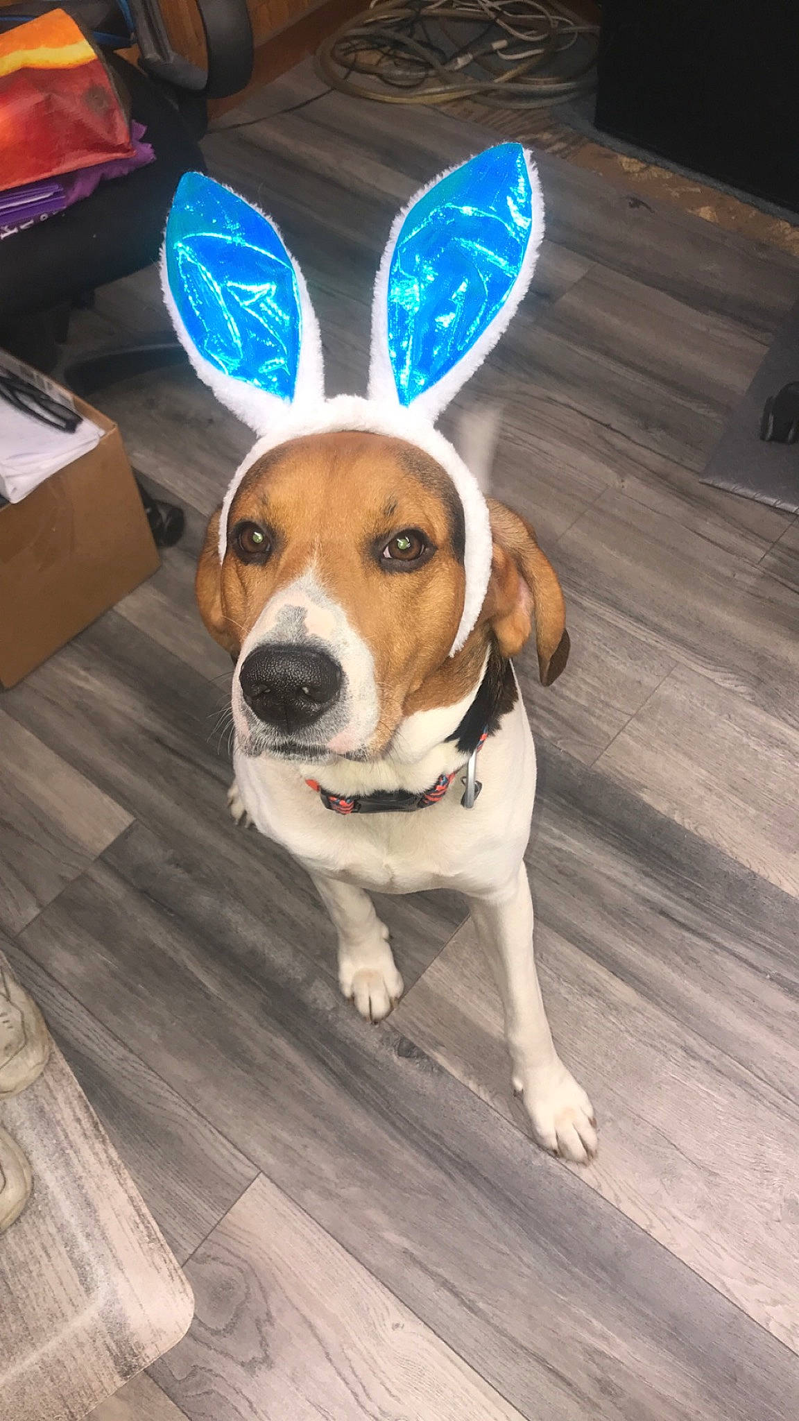 Ranger is registered to the contest to win money with this photo: canidae, carnivore, collar, companion_dog, dog, dog_breed, dog_supply, fawn, floor, flooring, hardwood, paw, plank, snout, sporting_group, tail, wood, wood_flooring, wood_stain, working_animal