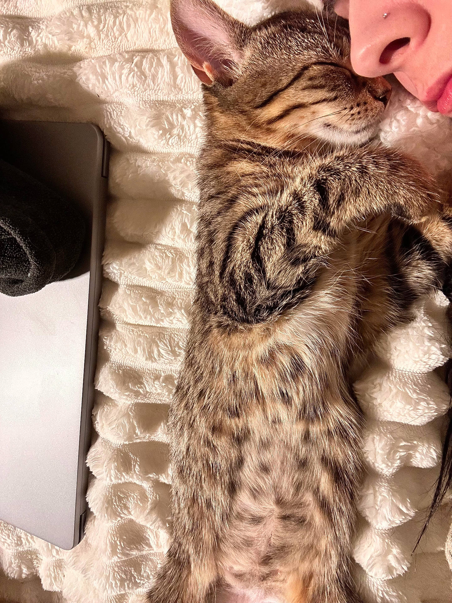 Lala joined the competition — help win amazing prizes! animal, bed, blanket, cat, computer, computerhardware, couch, electronics, face, furniture, head, kitten, laptop, pc, person, pet, photography, portrait, sleeping, tabletcomputer