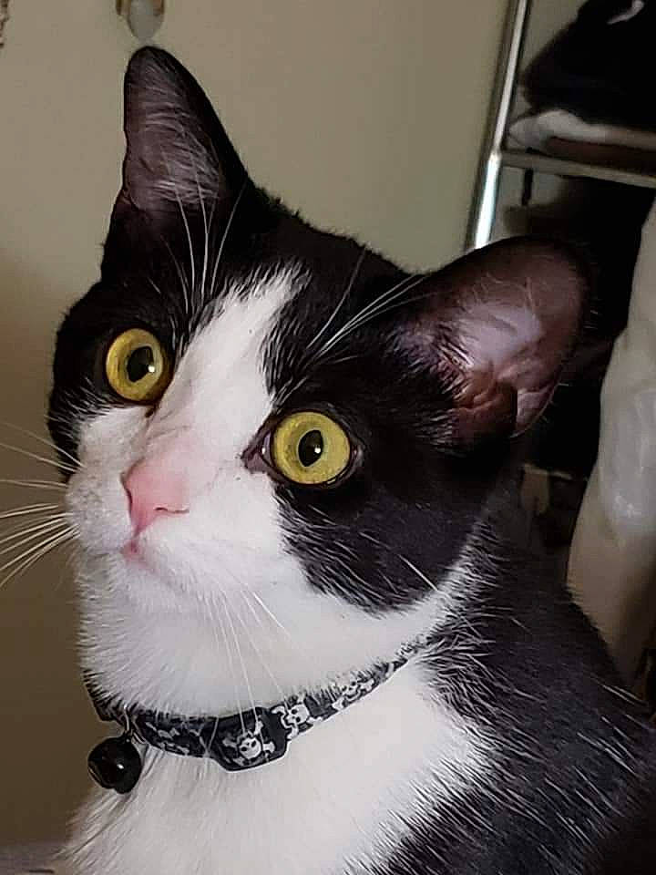 Maxwell is registered to the contest to win money with this photo: carnivore, cat, collar, comfort, domestic_short_haired_cat, eye, felidae, fur, head, iris, paw, pet_supply, small_to_medium_sized_cats, snout, tail, whiskers, window