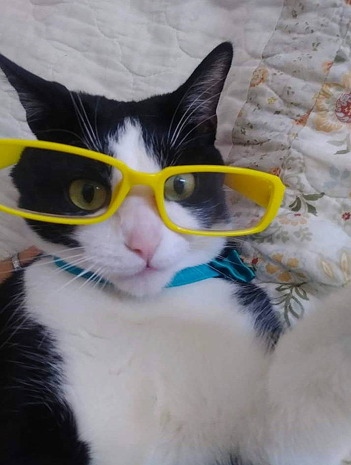 Maxwell joined the competition — help win amazing prizes! carnivore, cat, domestic_short_haired_cat, eyewear, felidae, fur, iris, paw, small_to_medium_sized_cats, snout, tail, whiskers