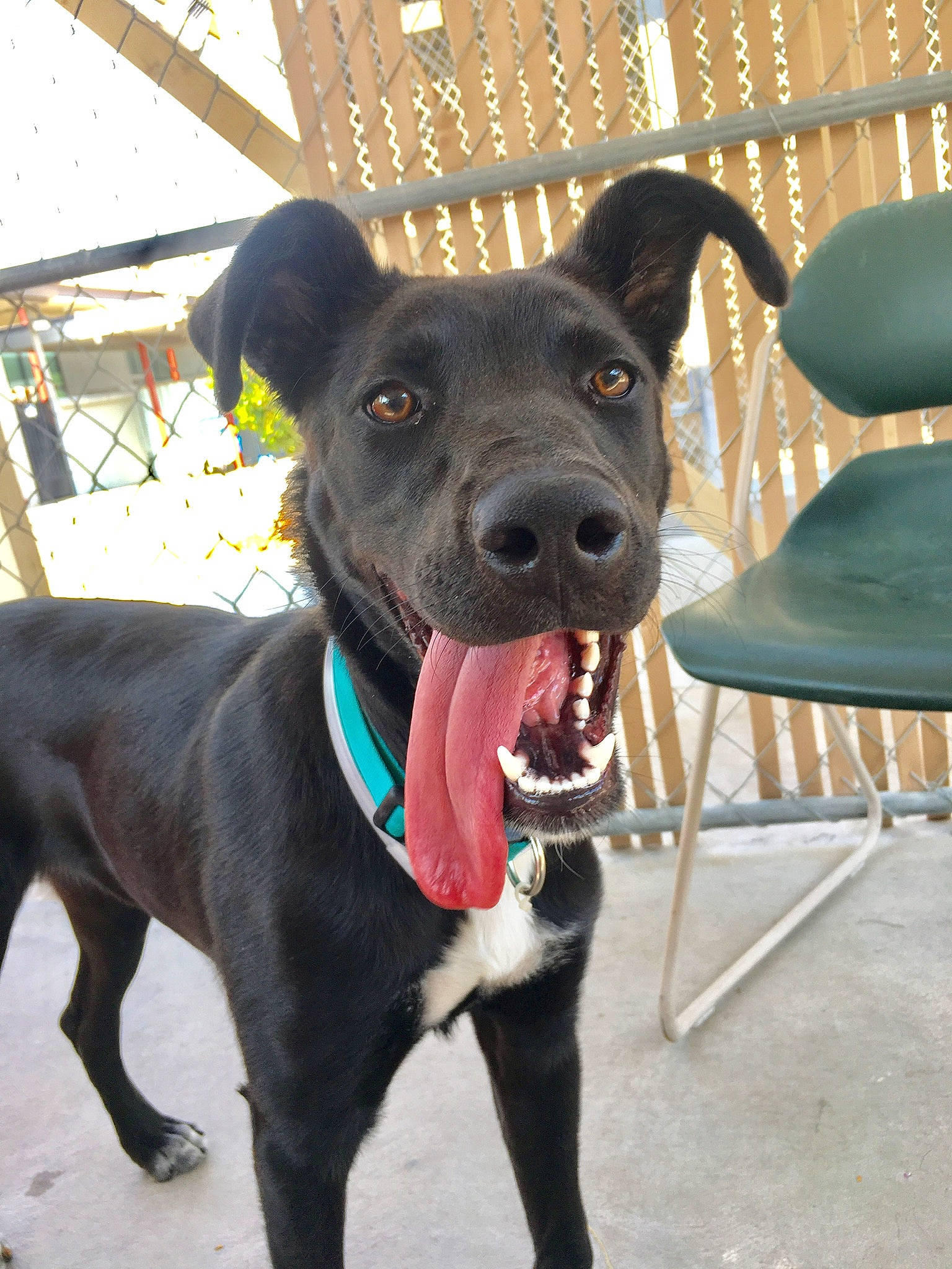 Piglet joined the competition — help win amazing prizes! american_pit_bull_terrier, borador, canidae, carnivore, dog, dog_breed, dog_collar, fawn, formosan_mountain_dog, labrador_retriever, mammal, non_sporting_group, patterdale_terrier, potcake_dog, rare_breed_dog, snout, sporting_group, vertebrate