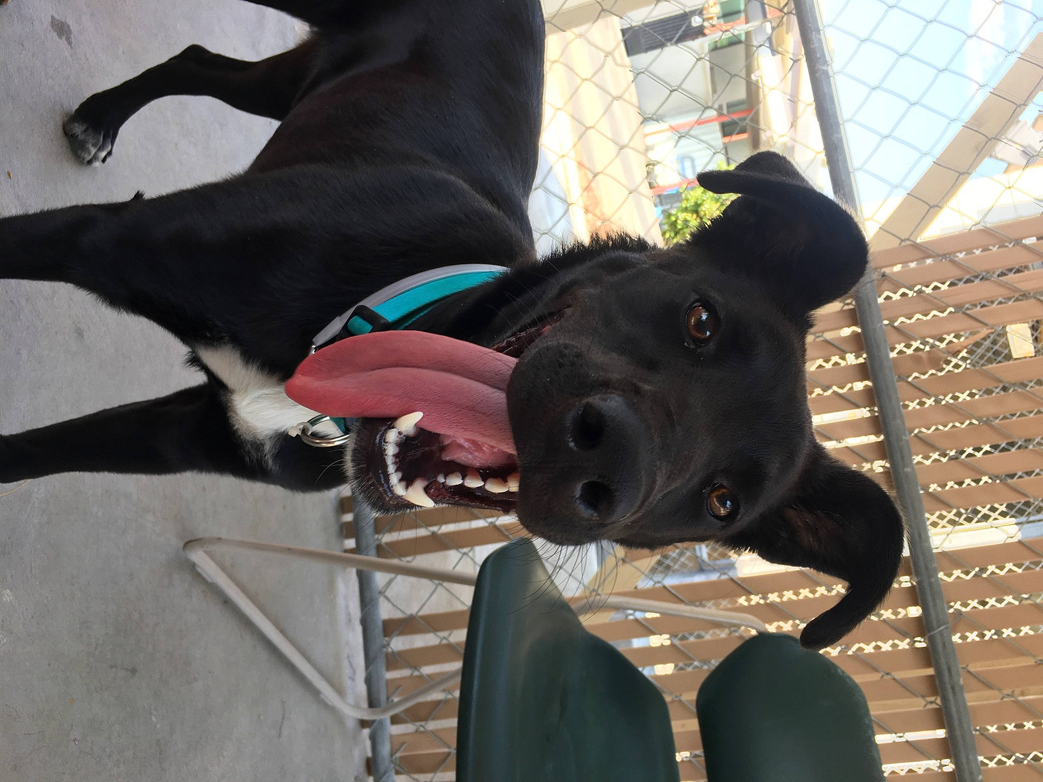 Cali Leanne joined the competition — help win amazing prizes! american_pit_bull_terrier, american_staffordshire_terrier, canidae, carnivore, dog, dog_breed, ear, great_dane, guard_dog, non_sporting_group, snout, sporting_group, staffordshire_bull_terrier