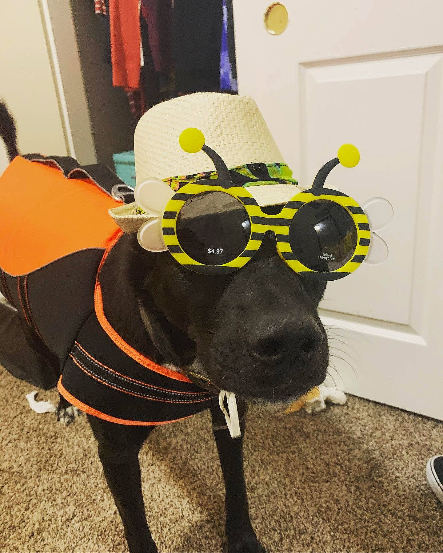 Cali Leanne joined the competition — help win amazing prizes! canidae, carnivore, costume, dog, dog_breed, fawn, glasses, leash, personal_protective_equipment, snout, sporting_group