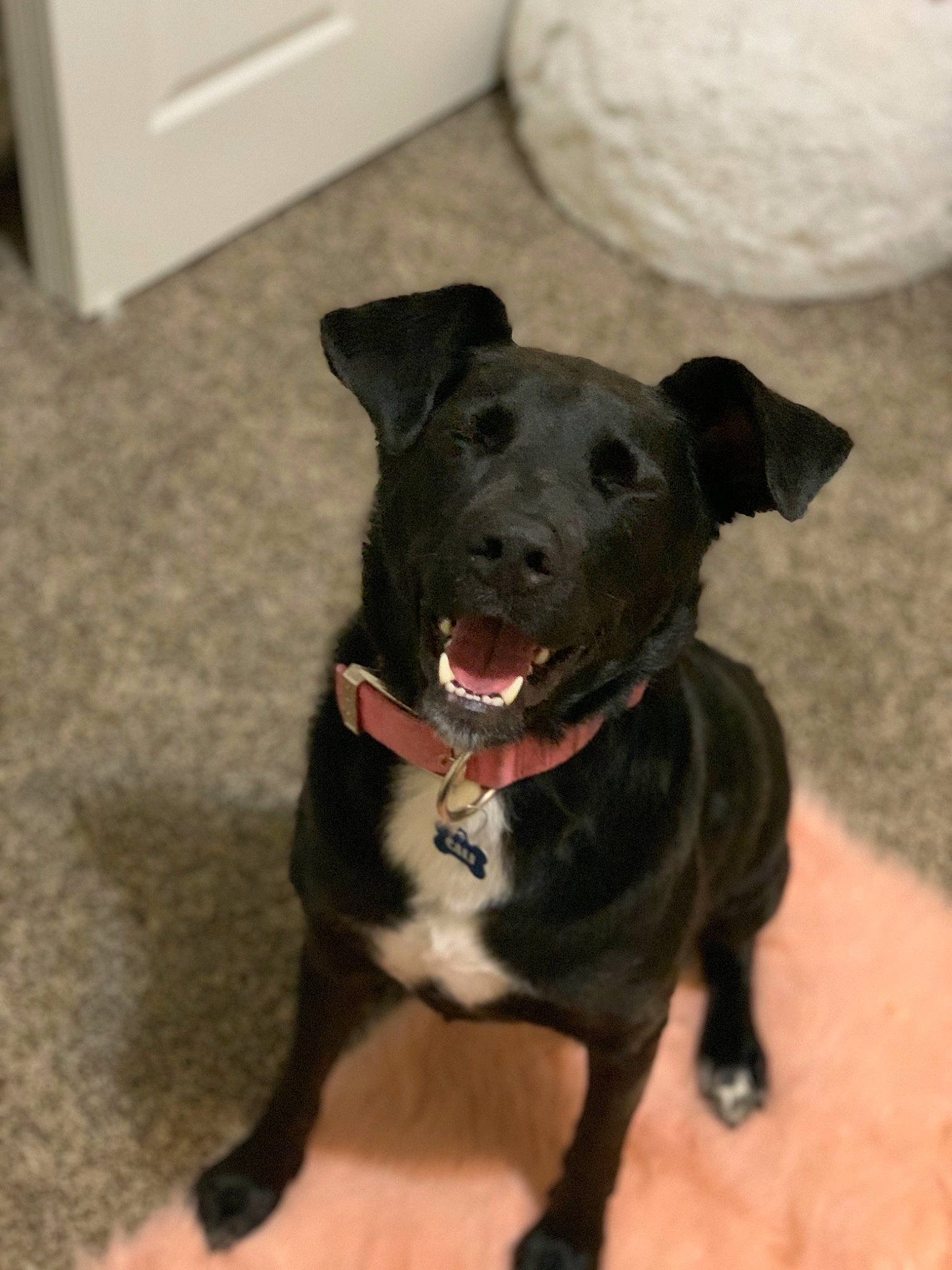 Cali Leanne joined the competition — help win amazing prizes! american_pit_bull_terrier, borador, canidae, carnivore, dog, dog_breed, dog_collar, ear, feist, labrador_retriever, mammal, non_sporting_group, patterdale_terrier, pit_bull, potcake_dog, puppy, rare_breed_dog, snout, sporting_group