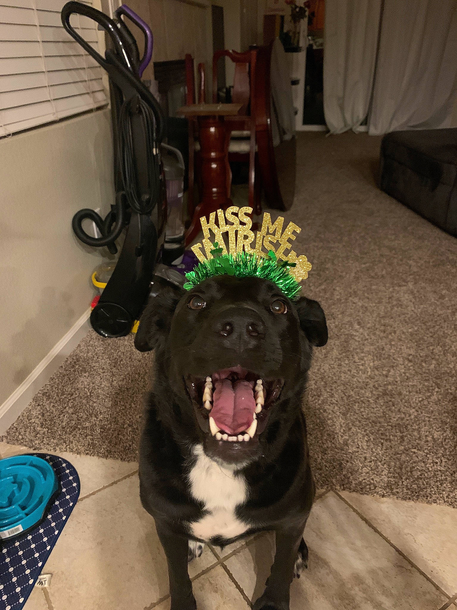 Cali Leanne is registered to the contest to win money with this photo: american_pit_bull_terrier, borador, canidae, carnivore, dog, dog_breed, guard_dog, labrador_retriever, non_sporting_group, pit_bull, snout, sporting_group