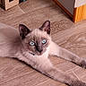 Brume a rejoint le concours — aidez-le/la à gagner de superbes lots ! cat, siamese_cat, blue_eyes, pet, animal, lying_down, indoors, wooden_floor, relaxed, portrait, close_up, fur, pointed_ears, whiskers, tail, front_legs, collar, home, cardboard_box, flooring