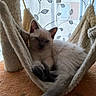 Brume a rejoint le concours — aidez-le/la à gagner de superbes lots ! cat, kitten, cream_colored, blue_eyes, dark_paws, dark_tail, furry, sleeping_area, hammock, cat_tree, scratching_post, indoor, home, curtain, window, cozy, relaxed, lounging, pet, portrait