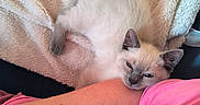 Brume participe au concours pour gagner de l'argent avec cette photo : cat, kitten, siamese_cat, sleeping, drowsy, blue_eyes, animal, pet, fur, whiskers, ears, tail, blanket, cuddling, human_arm, tattoo, pink_clothing, indoors, close_up, relaxed