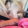 cat, kitten, siamese_cat, sleeping, drowsy, blue_eyes, animal, pet, fur, whiskers, ears, tail, blanket, cuddling, human_arm, tattoo, pink_clothing, indoors, close_up, relaxed
