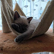 Brume a rejoint le concours — aidez-le/la à gagner de superbes lots ! cat, siamese_cat, sleeping, relaxed, hammock, cat_tree, feline, pet, fur, whiskers, ears, paws, tail, indoors, home, curtain, window, cozy, portrait, lounging