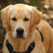 Bacchus a rejoint le concours — aidez-le/la à gagner de superbes lots ! golden_retriever, dog, puppy, animal, pet, fur, canine, outdoor, nature, leaf_litter, harness, portrait, closeup, muzzle, ears, brown_eyes, young_dog, looking, cute, adorable