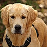 golden_retriever, dog, puppy, animal, pet, fur, canine, outdoor, nature, leaf_litter, harness, portrait, closeup, muzzle, ears, brown_eyes, young_dog, looking, cute, adorable